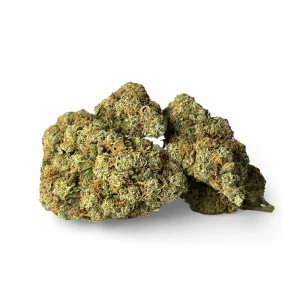 FORBIDEN FRUIT INDOOR PREMIUM