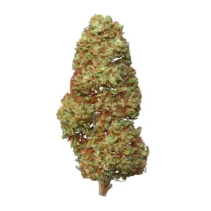 BLUEBERRY GLASSHOUSE