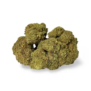 Moby Dick Indoor Premium