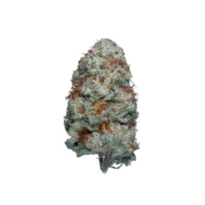 WHITE RUSSIAN CBG HIDROPONICA