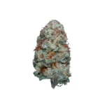 White Russian CBG hidropónica